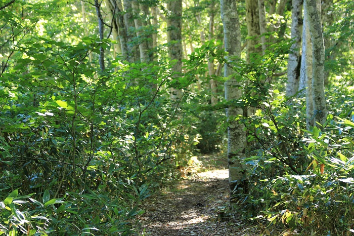 この日の朝散歩した、尾瀬御池古道・尾瀬ブナ平内のブナの原生林の様子です（標高約１４５０Ｍ地点・２０２３年８月２５日）。