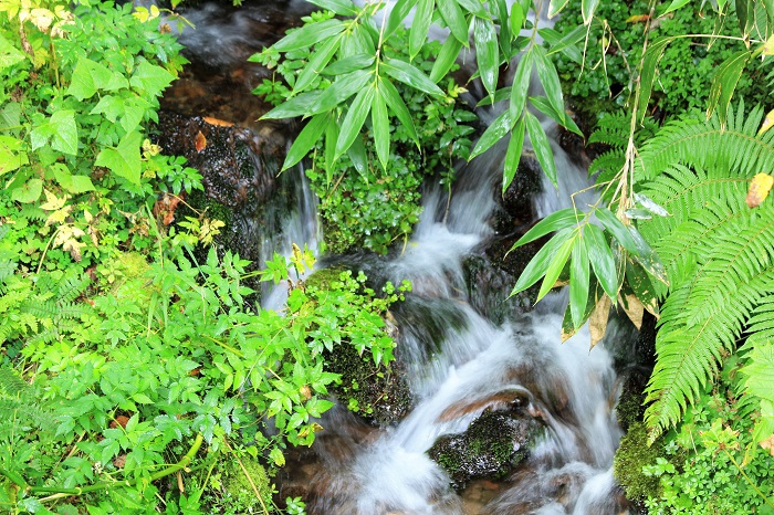 清き水の流れを見つめ続けて。笹の葉の輝きが本当に綺麗な朝でした（２０２３年９月１２日）。