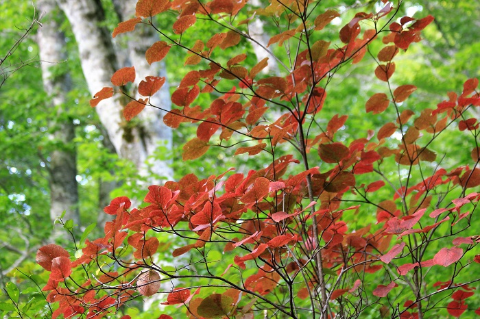 オオカメノキの紅葉の姿です。尾瀬ブナ平で見るその姿は、秋の始まりの光景そのものでした。この季節としては、本当に綺麗な紅葉でした（２０２３年９月１２日）。