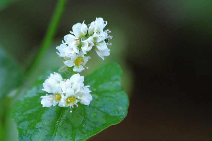 尾瀬野の花壇で育った蕎麦の花の姿です。蕎麦の花は山ワサビの花と同じく、本当に美しく綺麗です（２０２３年９月１２日）。