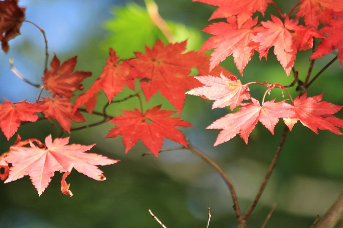 こちらは、尾瀬ブナ平上部で見た、紅葉のモミジの姿です。紅葉の早いモミジから遅いモミジまで本当に様々ですね（２０２３年９月１２日）。