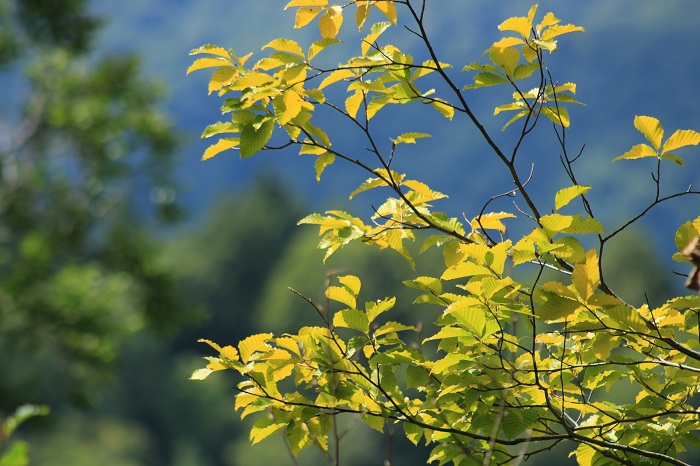 ブナの木の紅葉も、今年は鮮やかな紅葉になるのかな（２０２３年９月１４日）。