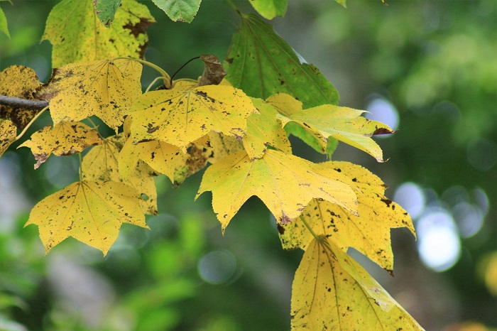 楓の紅葉は、早いですね（２０２３年９月１４日）。