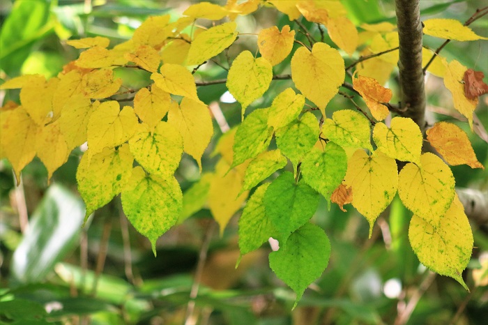 原生林内では鮮やかな紅葉の季節が始まりを迎えておりました（２０２３年９月１４日）。