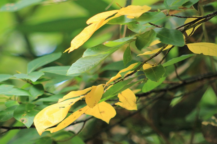 クロモジの紅葉が色鮮やかに始まりを迎えております（２０２３年９月１４日）。