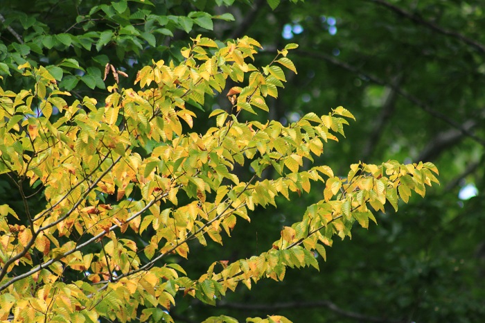 今年も、紅葉の季節の始まりです（２０２３年９月１４日）。