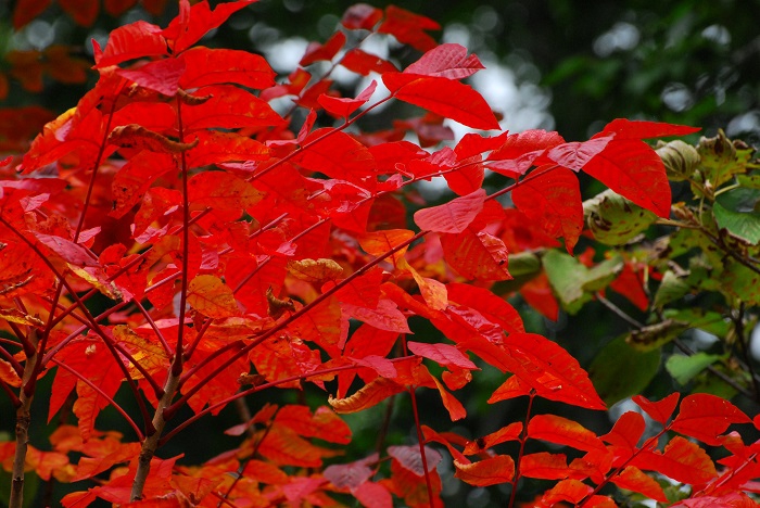 漆の紅葉は、秋の紅葉のトップランナーですね。会津の漆塗りは大好きな漆器の一つです（２０２３年９月２０日）。
