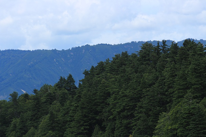 小沢平ブナ樹海ラインより越後連山の山々を望んで（２０２３年９月１４日）。