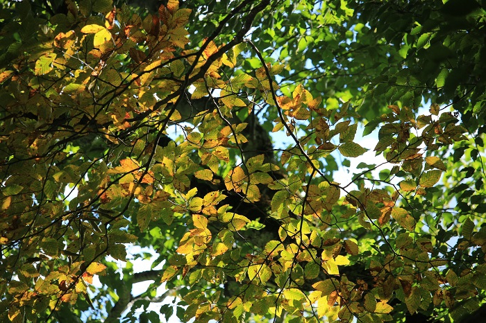 小沢平ブナ樹海ラインでの秋色へと変わり始めた、ブナの木の紅葉の始まりの様子です（２０２３年９月２４日）。