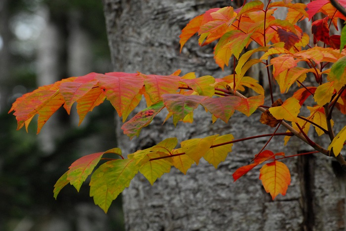 巨大なブナの木に寄り添う、漆の紅葉の始まりの光景です（２０２３年９月３０日）。