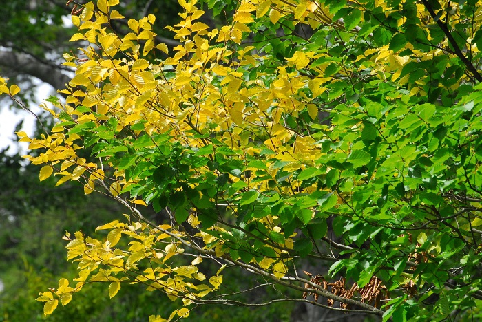 今年の紅葉の中で、一番の驚きは、ブナの木の葉の紅葉が本当に素晴らしく綺麗で美しいということです（２０２３年９月３０日）。