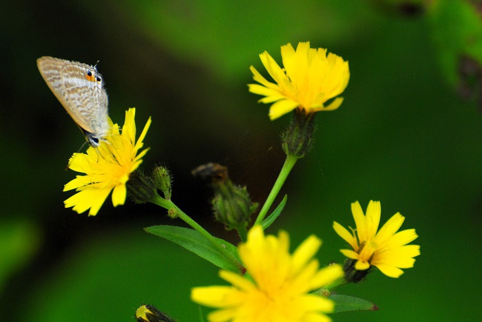 小沢平ブナ樹海ラインの雄大なブナの光景を見つめている時、ふと見ると足元には、ハナニガナと吸蜜をする蝶の姿が。ハナニガナは、何気ない花ですが、黄色い姿は、とてもかわいいものです（２０２３年９月３０日）。