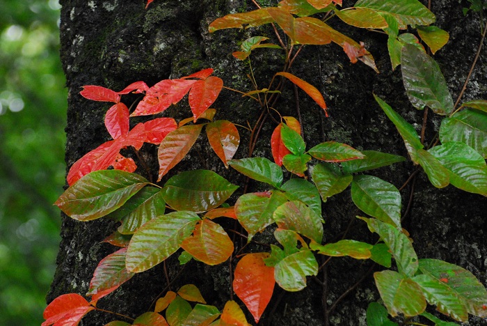 ツタウルシの紅葉の始まりの光景です。漆はかぶれも発生することから、近寄らない人も多いと思いますが、漆塗りの職人さんの技術は本当に美しいものですね（２０２３年１０月１日）。