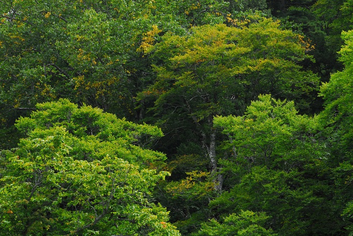 小沢平ブナ樹海ラインの、ブナの原生林がうっすらと紅葉の始まりの姿を魅せている光景です（２０２３年９月３０日）。