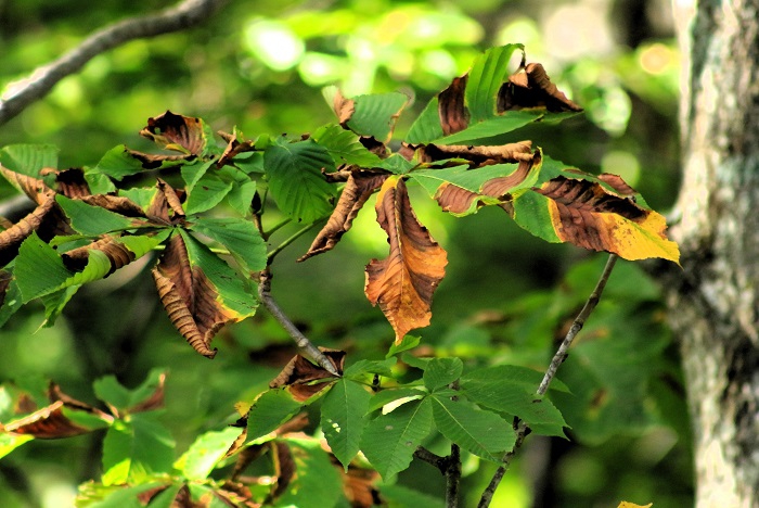栃の木の葉の秋の始まりの姿として、葉が枯れ果てている姿がよく見られます。この枯れ果てた姿が、冷たい雨と０℃～２℃などの寒い気温でオレンジや黄色の美しい紅葉に変化してゆく姿は圧巻で、毎年望む栃の木の光と紅葉の美しい葉の姿には感動です（２０２３年１０月１日）。