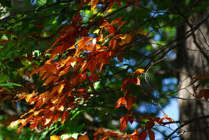 ブナの実はほとんど実りませんでしたが、葉の輝きに美しさが見られ始めた頃でした（２０２３年１０月３日）。