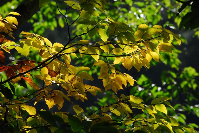 雨の少ない夏。特に８月は全くと言っていいほど降水量が少なかった今年の夏。ブナの木の紅葉が心配でしたが、予想以上の紅葉の姿を感じ始めた頃でした（２０２３年１０月３日）。