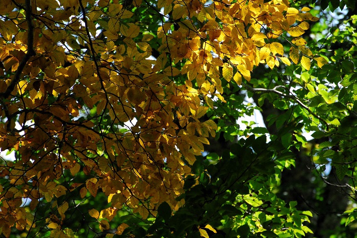 緑の色合いの中にひときわ輝く黄色の葉の光景は、今年の紅葉の季節の輝きを期待させる原生林の景観でした（２０２３年１０月３日）。