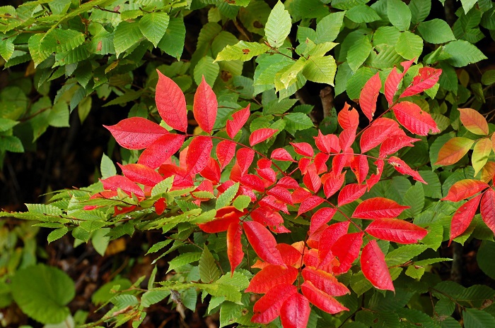 緑の葉の中で紅葉の鮮やかな色合いを魅せる山漆の姿です（尾瀬ブナ坂にて・２０２３年１０月１２日）。