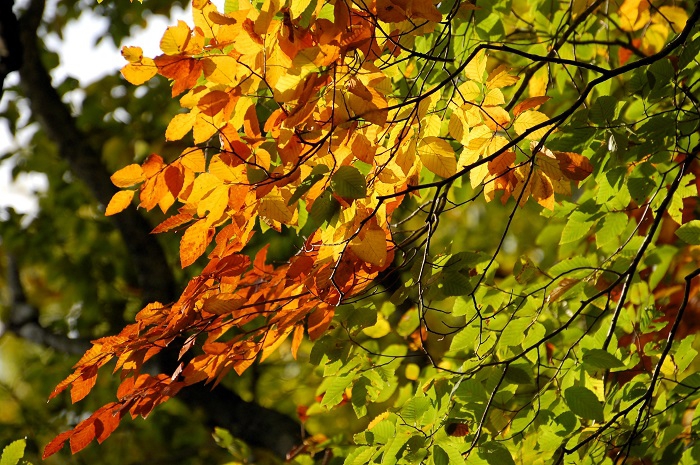 ブナの木の葉の紅葉の輝きが、いつもの年以上に美しいことに気づき始めた頃でした（尾瀬ブナ平にて・２０２３年１０月１２日）。