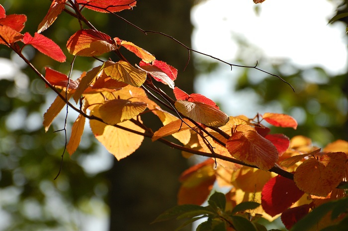 紅葉の色合いに光り輝くオオカメノキ。来春の純白の美しい花々に出会う時が楽しみです（尾瀬ブナ平にて・２０２３年１０月１２日）。