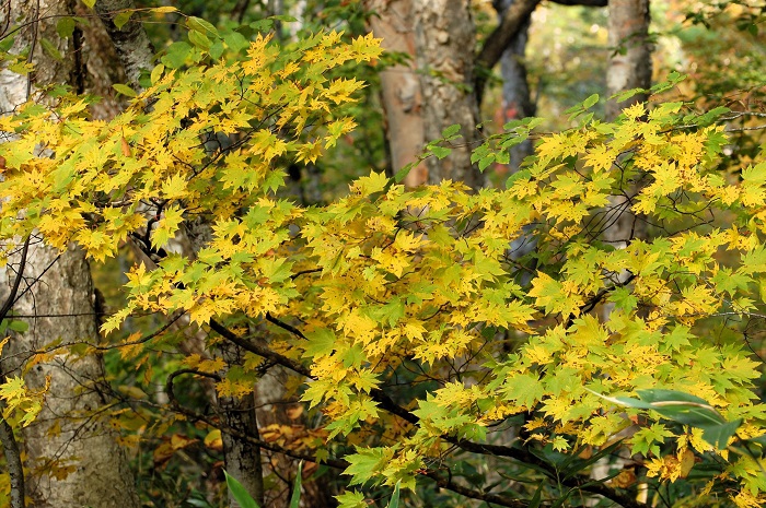 巨大なナラの木の原生林に寄り添うモミジの紅葉の始まりの光景です（尾瀬ブナ平にて・２０２３年１０月１２日）。