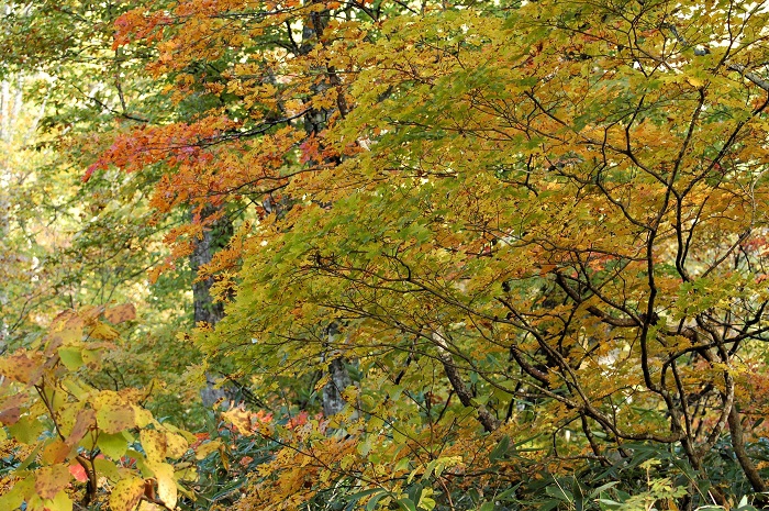 まだ緑の色合い残る中で、鮮やかな紅葉の姿に移り変わってゆくモミジの美しさは、格別でした（尾瀬ブナ平にて・２０２３年１０月１２日）。