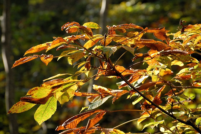９月中旬頃、枯れ果てて、紅葉の色合いとは程遠い姿に変わっていた栃の木の葉が、鮮やかに光り輝く姿を魅せ始めたのが、この頃でした（小沢平ブナ樹海ラインにて・２０２３年１０月１２日）。