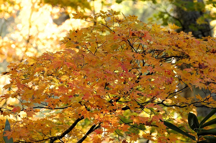 まだ緑残る中でも、鮮やかで光り輝くモミジの姿が見られ始めた頃でした（尾瀬ブナ平にて・２０２３年１０月１２日）。