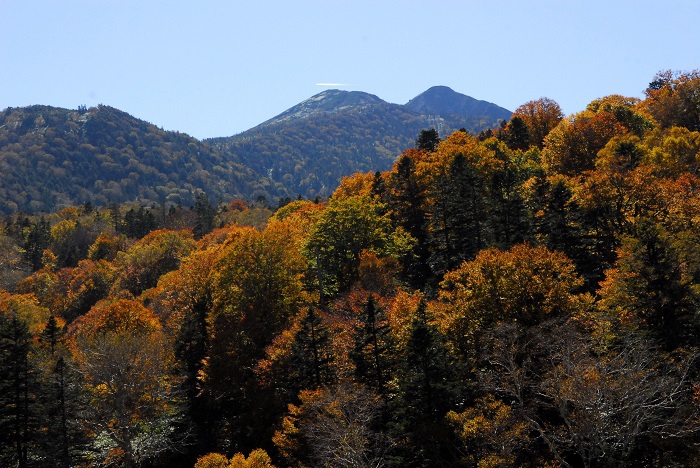 ようやく全山紅葉に近づいてきた今年の紅葉の季節。その光り輝く姿は本当に素晴らしい秋の光景でした（小沢平ブナ樹海ラインにて・２０２３年１０月１８日）。