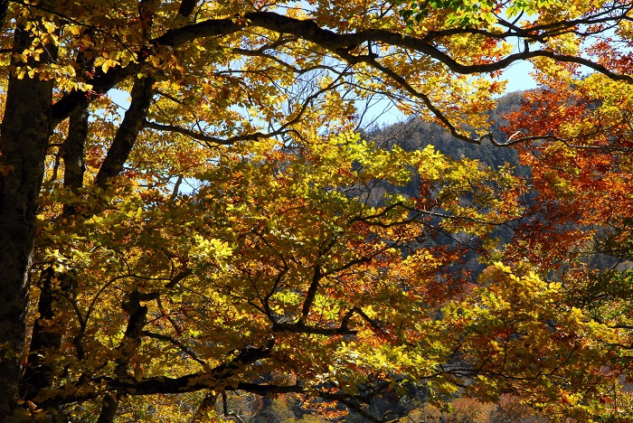 光りを浴びて、鮮やかな黄色の姿に染まるブナの木の紅葉。この日は、本当に美しいブナの木の紅葉が見られた日でした（小沢平ブナ樹海ラインにて・２０２３年１０月１８日）。