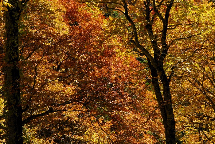 原生林が鮮やかに紅葉の彩に染まってゆく光景は、本当に美しく、心洗われるような秋の風景でした（小沢平ブナ樹海ラインにて・２０２３年１０月１８日）。