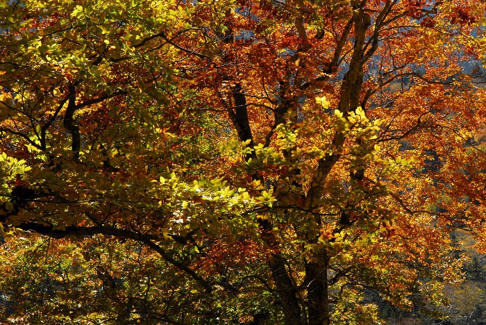 なかなか進まなかった紅葉も１０月中旬頃を境に、一気に紅葉に染まり始め、鮮やかな光景が見られ始めた頃でした（小沢平ブナ樹海ラインにて・２０２３年１０月１８日）。