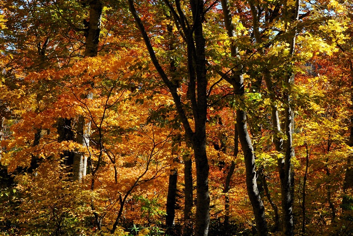 大自然の素晴らしさ、そして、秋という季節の素晴らしさを感じる光景が続きました（小沢平ブナ樹海ラインにて・２０２３年１０月１８日）。