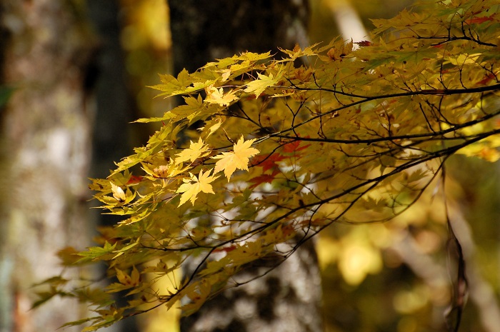 光りを浴びて黄色に輝くモミジの紅葉の姿。紅葉の主役はやはりモミジですね（小沢平ブナ樹海ラインにて・２０２３年１０月１８日）。