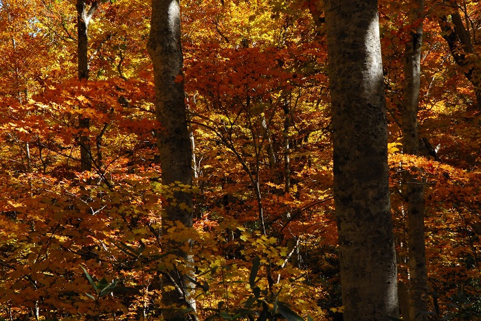 巨大なブナの木に寄り添うように鮮やかな紅葉の姿を魅せるモミジの姿が、本当に美しく綺麗でした（尾瀬ブナ平にて・２０２３年１０月１８日）。