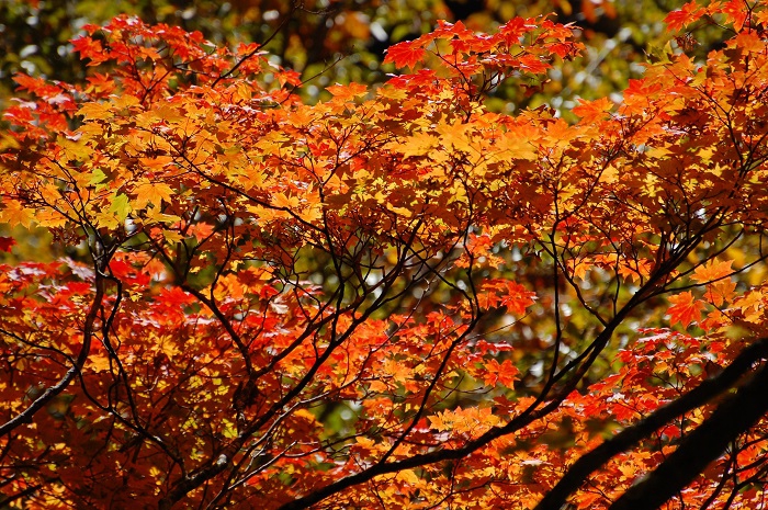 樹海ラインのそばで見る大きなモミジの木。毎年素晴らしい鮮やかな紅葉の姿を魅せてくれるモミジの木です（小沢平ブナ樹海ラインにて・２０２３年１０月１８日）。