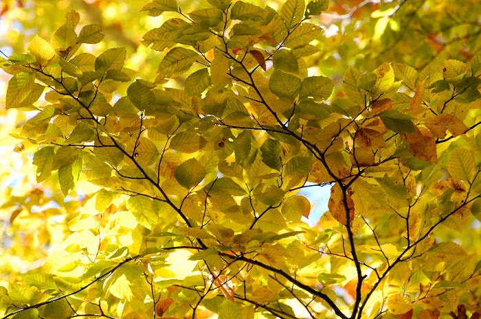 今年の秋は、ブナの木の紅葉の姿に感動した秋となりました（小沢平ブナ樹海ラインにて・２０２３年１０月１８日）。