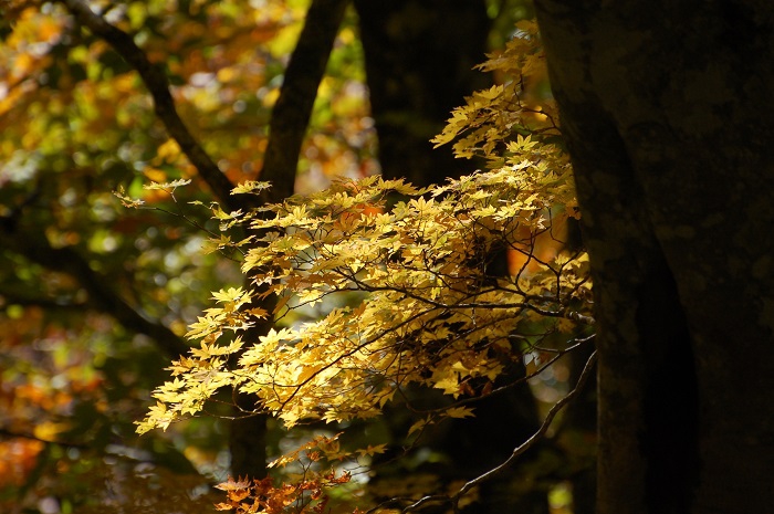 巨大なブナの木の陰で、さりげなく鮮やかな紅葉の姿を魅せるモミジの姿です（小沢平ブナ樹海ラインにて・２０２３年１０月１８日）。