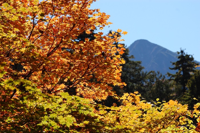 黄色や橙色に染まるモミジの奥に、東北以北の最高峰・燧ケ岳（標高２３５６ｍ）柴安嵓の姿を望んで（小沢平ブナ樹海ラインにて・２０２３年１０月１８日）。