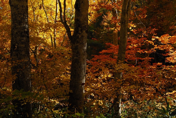 ブナの原生林の輝くような秋の姿の美しさが見られたことに、本当に感謝の秋となりました（尾瀬ブナ平にて・２０２３年１０月１８日）。