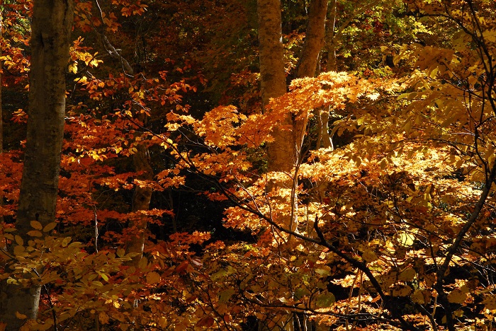 紅葉という、一瞬の四季の流れを演出している、自然の姿。自然の生きる姿の尊さから学ぶ事は本当に多いものです（尾瀬ブナ平にて・２０２３年１０月１８日）。