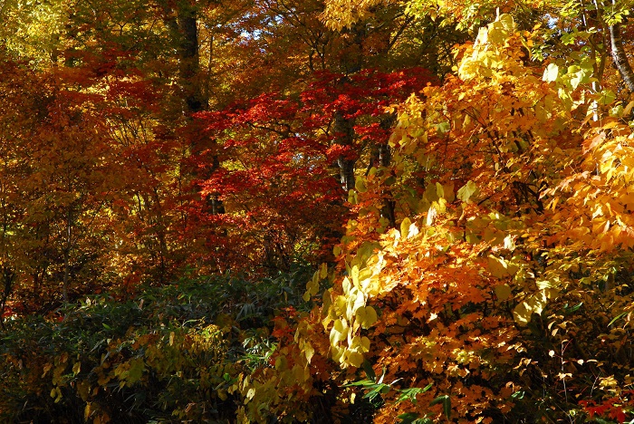 尾瀬ブナ平で見る、鮮やかな紅葉の最前線の光景です。あっという間に過ぎ去ってしまう紅葉前線の中で紅葉のピークに訪れることはなかなか難しいかもしれませんが、今年の尾瀬ブナ平の紅葉は、素晴らしかったです（２０２３年１０月１８日）。