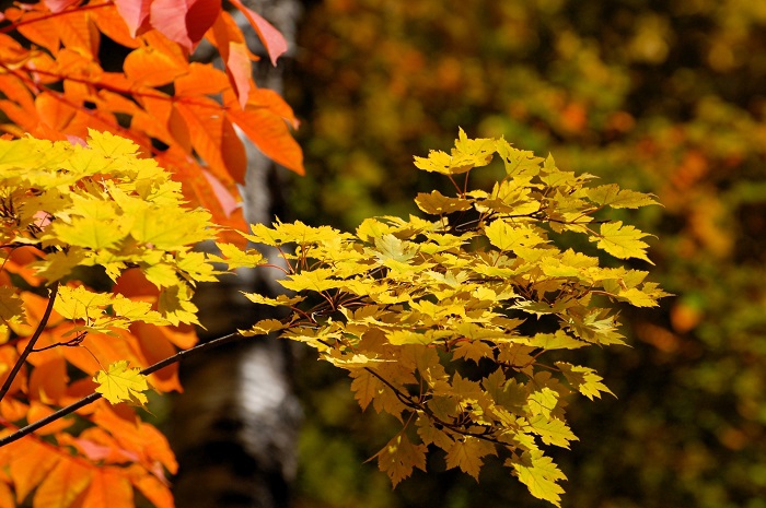 漆とモミジの紅葉は、秋の季節の中でも美しい色彩を魅せる姿です（尾瀬ブナ平にて・２０２３年１０月１８日）。