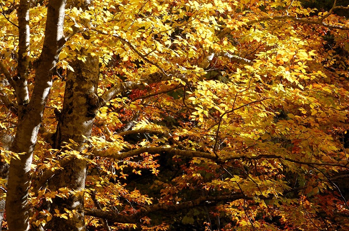 ブナの木の紅葉の美しさが今年ほど目に染みた年は近年になく、本当に感動でした（小沢平ブナ樹海ラインにて・２０２３年１０月１８日）。