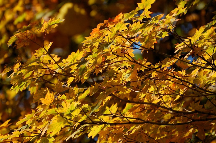 モミジの紅葉も最前線の姿が見られました（尾瀬ブナ平にて・２０２３年１０月１８日）。