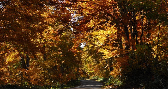 尾瀬ブナ平の紅葉の姿を撮影されている人々は、あまり見かけませんが、紅葉の名所でもある「尾瀬ブナ平」の大自然の姿は、いつ見ても素晴らしいものであると思います（２０２３年１０月１８日）。