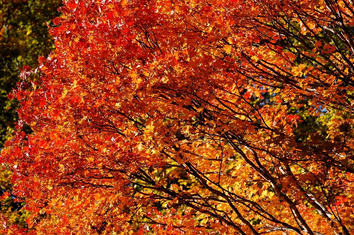 春から夏の間、緑の葉で、太陽の光をいっぱい浴びて、葉が落ちる前の一瞬の季節に、鮮やかな紅葉という美しい姿に生まれ変わる、自然の姿。日本の四季は、本当に素晴らしいと思います（小沢平ブナ樹海ラインにて・２０２３年１０月１８日）。
