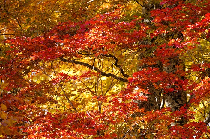 巨大なブナの木のそばで鮮やかな紅葉の姿を魅せるモミジの紅葉。秋という季節の素晴らしさが感じられる光景です（尾瀬ブナ平にて・２０２３年１０月１８日）。