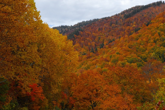 全山紅葉の姿に包まれた、尾瀬国立公園の山々。この頃になってようやく紅葉の深みを増した原生林。本当に風のようにやって来て、風のように通り過ぎて行く紅葉の光景です（尾瀬ブナ坂にて・２０２３年１０月２０日）。